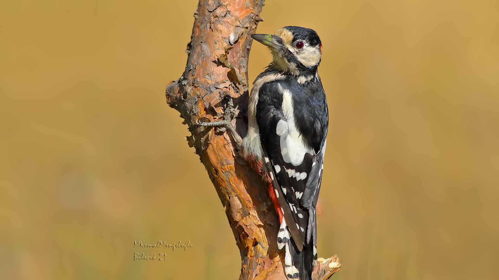 Great Spotted Woodpecker
